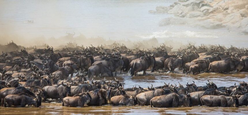 Witnessing the Great Wildebeest Migration
