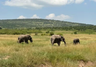 Masai Mara
